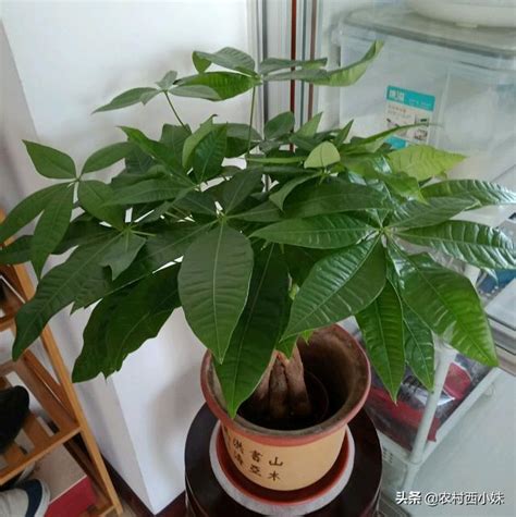 發财樹|發財樹種植方法和注意事項